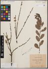Foto von Salix cinerea L.